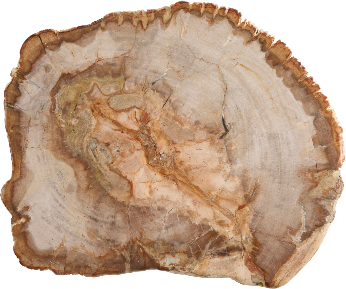 Fortessa Accessories Platte versteinertes Holz mittel für die Präsentation von Sushi und Menüs
