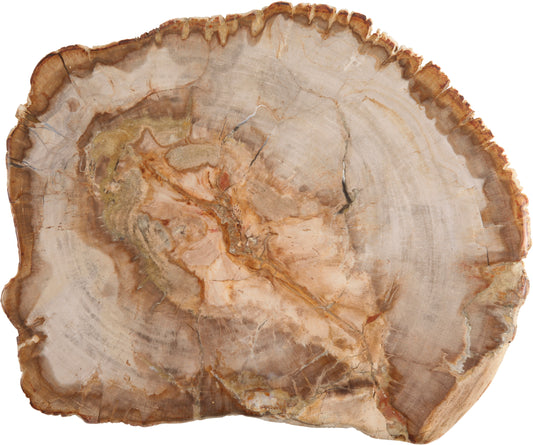 Fortessa Accessories Platte versteinertes Holz mittel für die Präsentation von Sushi und Menüs
